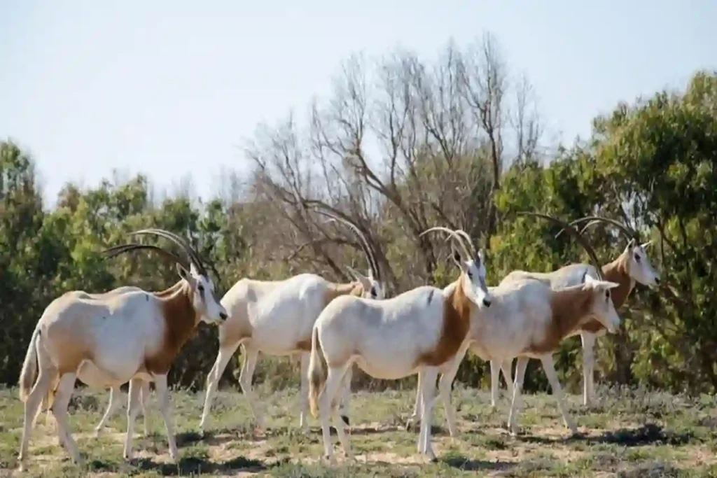 Road Trip à Agadir : 3 excursions incontournables à faire en voiture